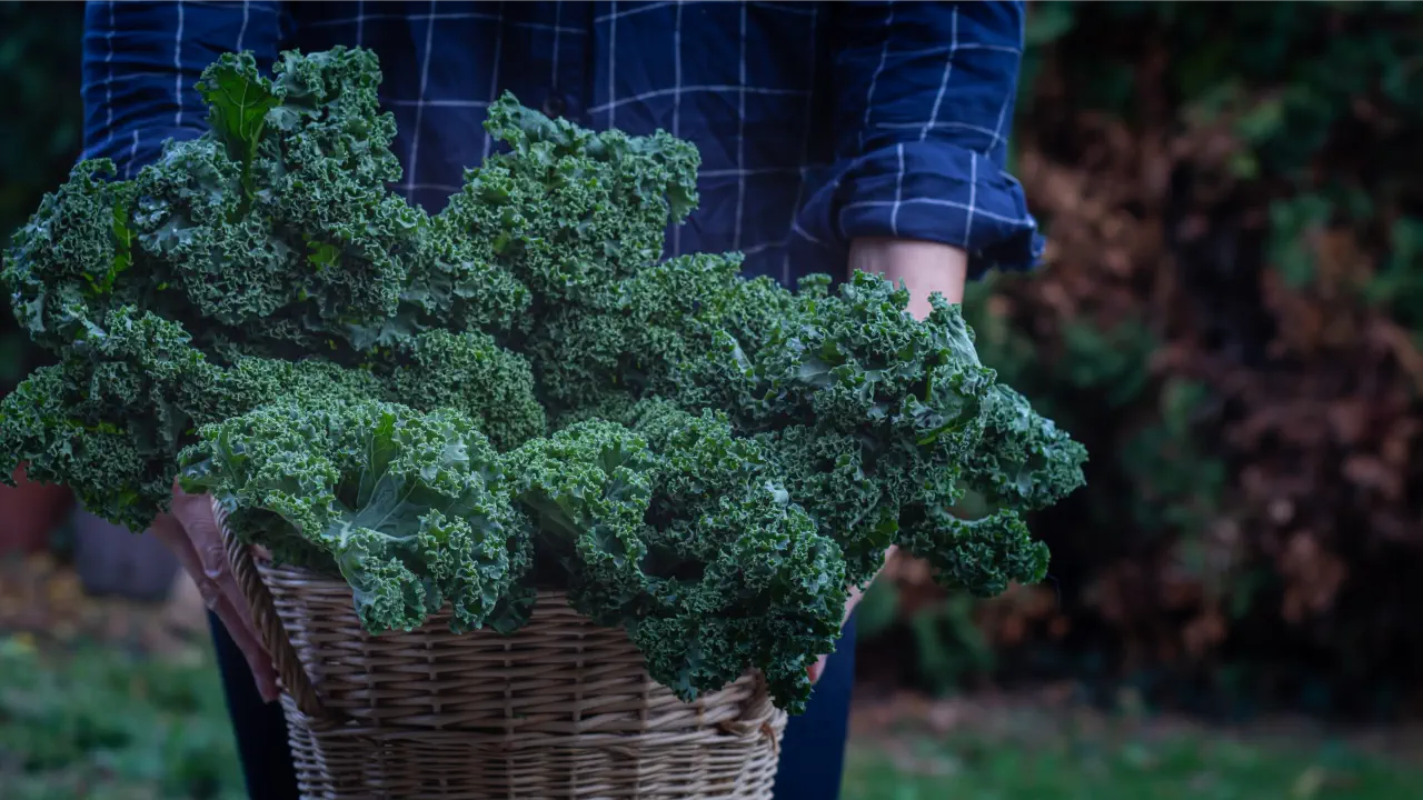 How To Successfully Grow Kale From Seed Tips for Success